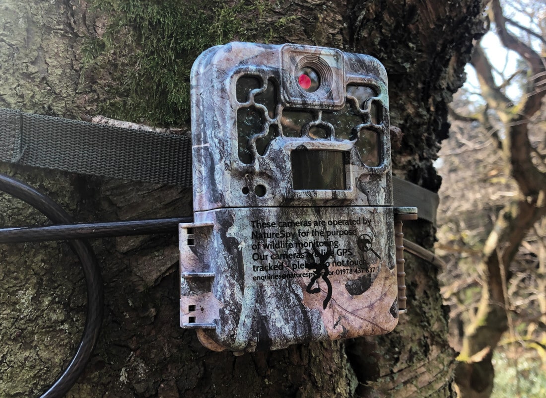 deer camera not taking pictures