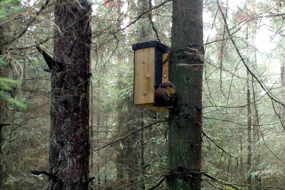 Home Among the Trees: How Pine Martens Choose and Use Dens