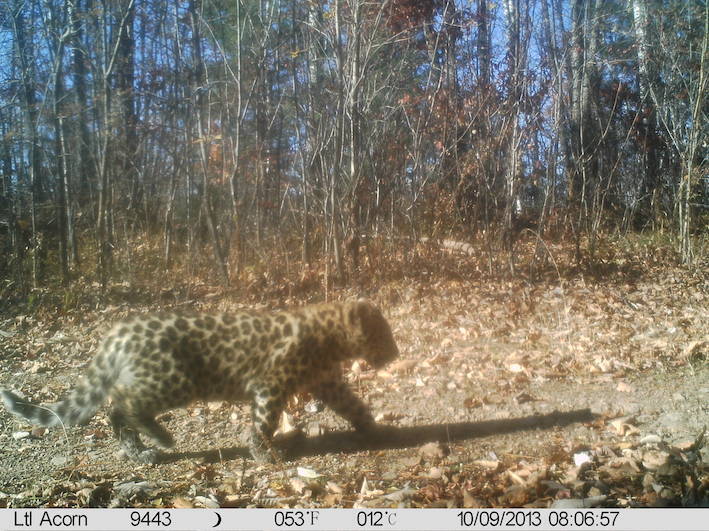 Monitoring Big Cats in Northeast China