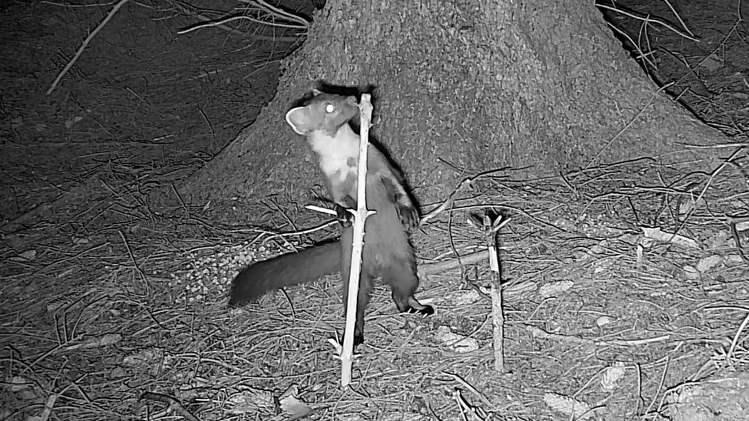 Monitoring Pine Martens: A Guide to Individual Identification with Camera Traps