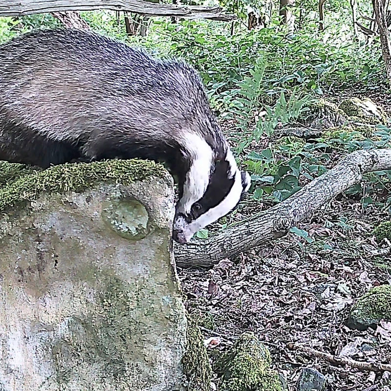 A badger caught on the Ursus Nova 4K wildlife camera