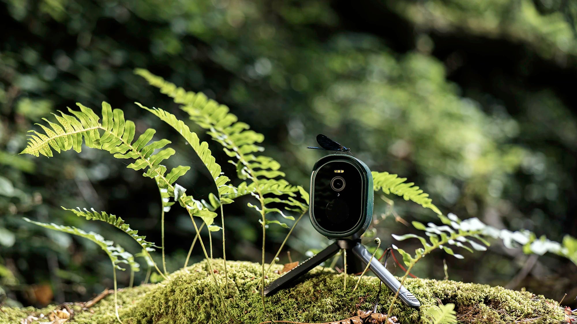 A NatureSpy WiFi WildCam 2 in a forest with a damselfly thats landed on top of it