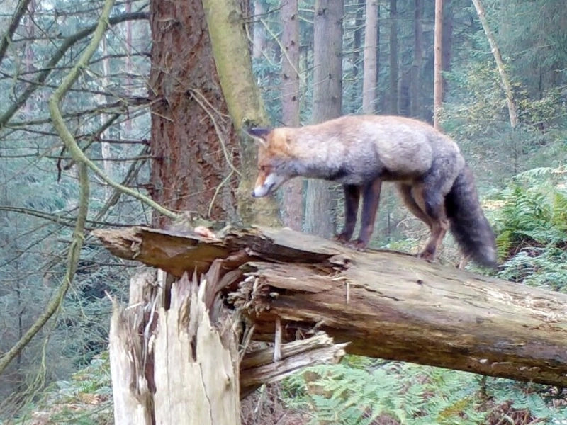 4 years, 62 species: Wildlife of the North York Moors captured on trail cameras