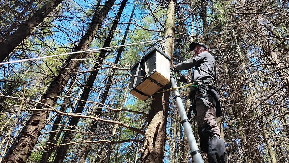 We Set Up Boxes in the Forest for Pine Martens