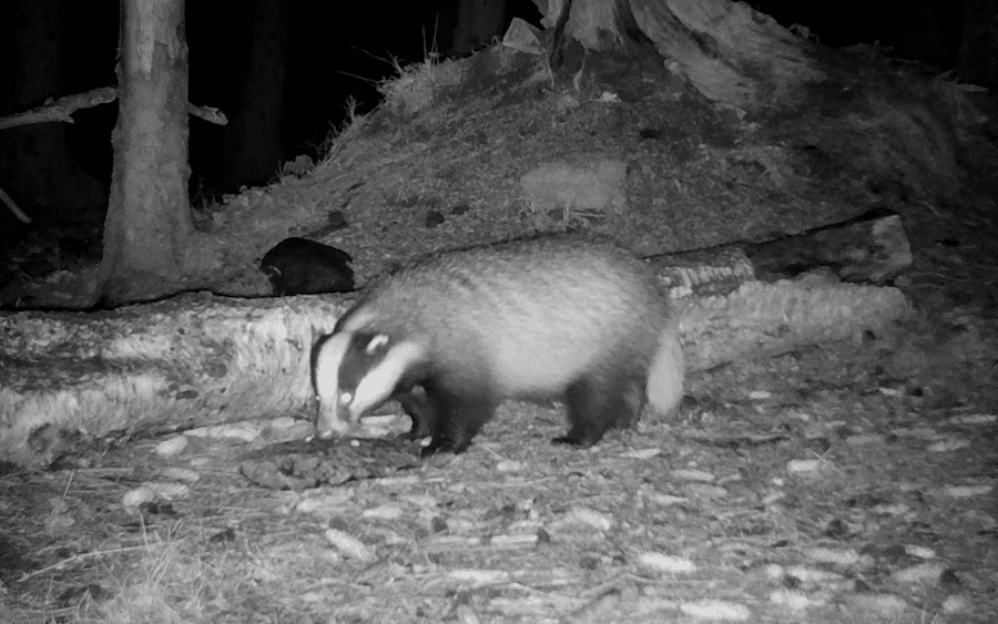 Wildcats, pine martens, beavers... catching up with Aigas Field Centre