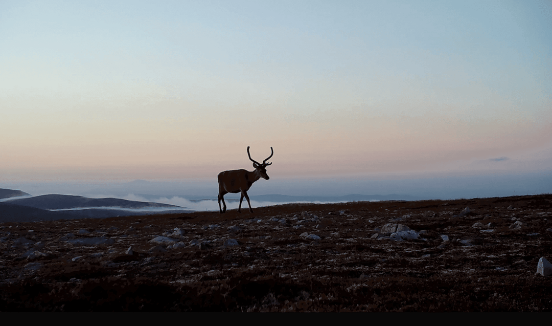 10 Minutes of Peaceful Wild Deer & Bird Song