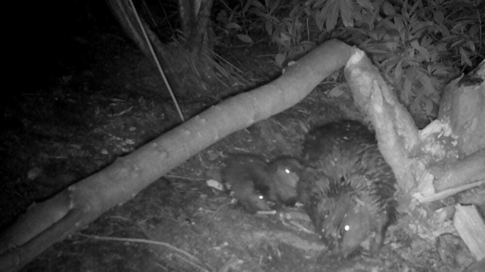 Baby beavers born in Yorkshire