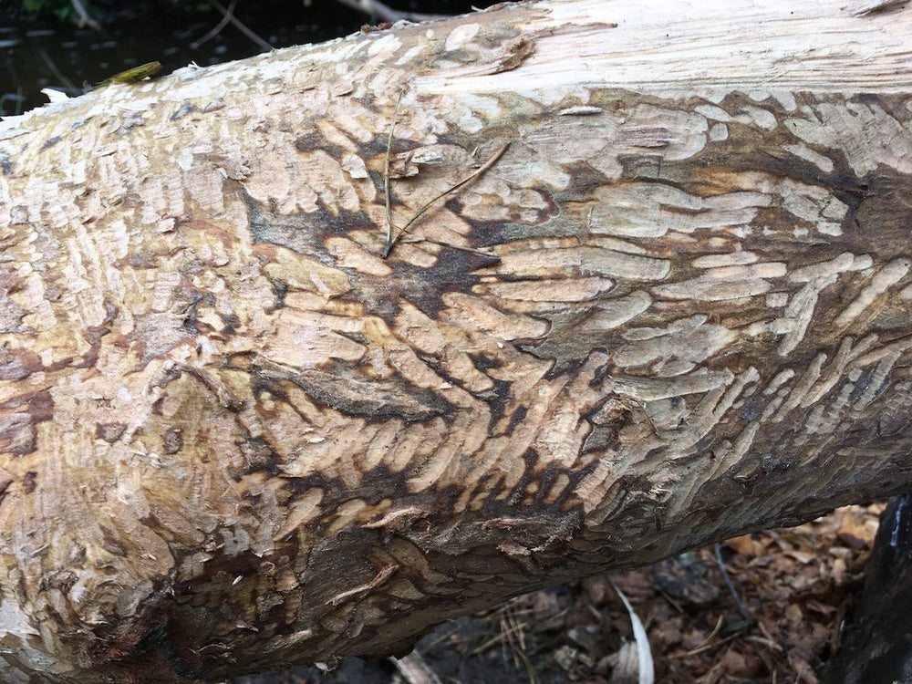 Yorkshire’s busiest (and only!) family of beavers