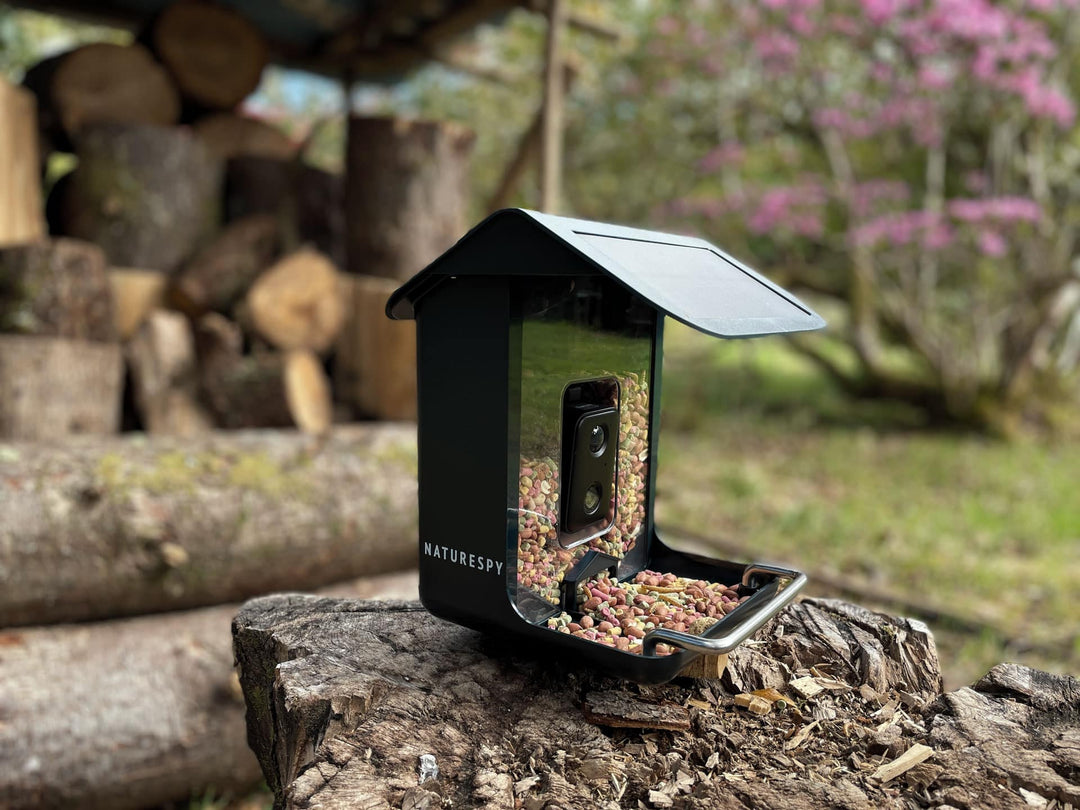 The UK's Best Bird Feeder Camera: WiFi BirdCam Pro