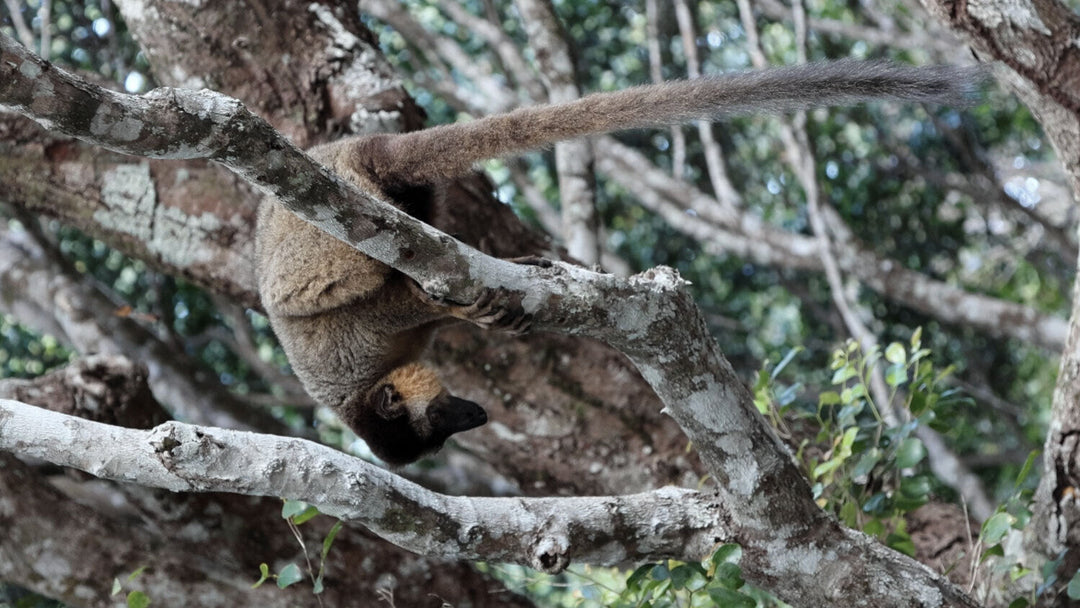Monitoring Madagascar’s Vanishing Forests: Following Lemurs Through Corridors