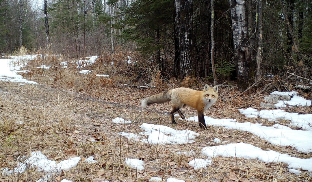 Can Wildlife See My Trail Camera?