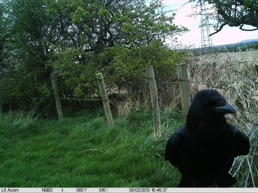 Carrion crow - the vulture of the UK?