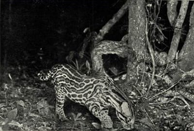 Camera traps and science - how did we get here?