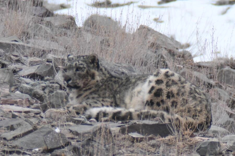 Empowering local communities in snow leopard conservation