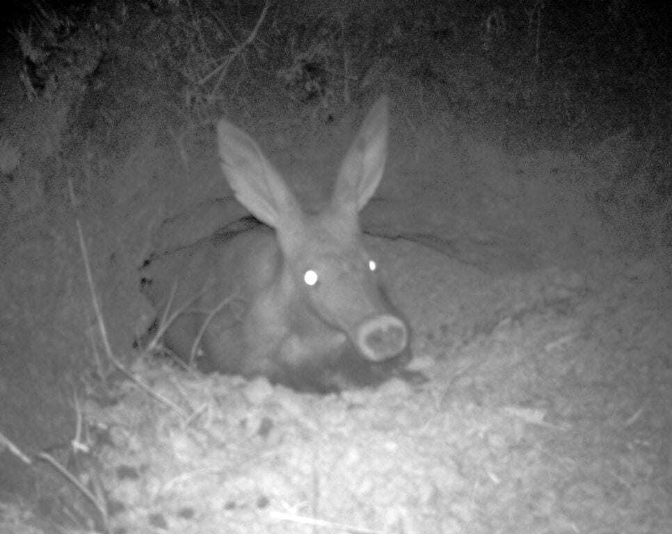 SafariSpy: aardvarks, the secretive 'earth pigs'