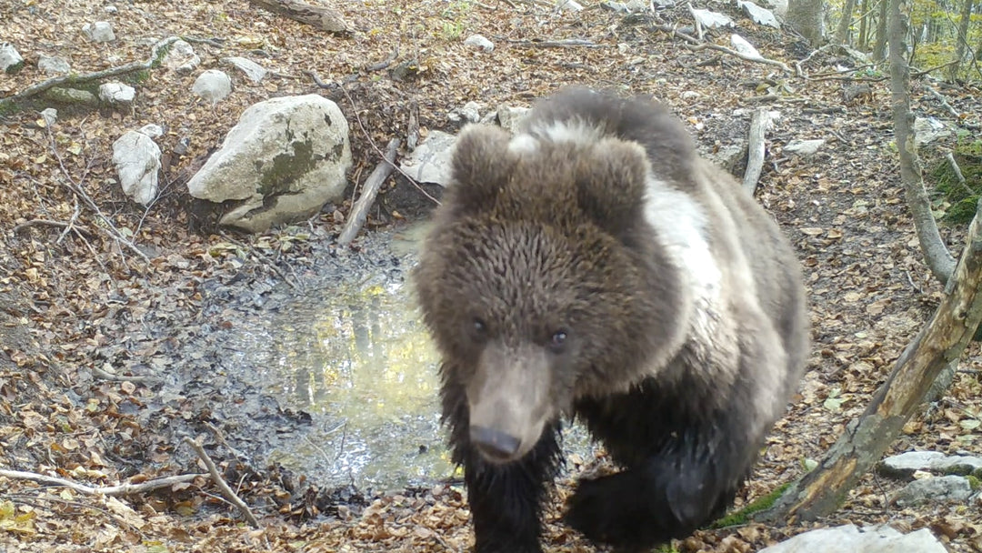 When animals attack... trail cameras!