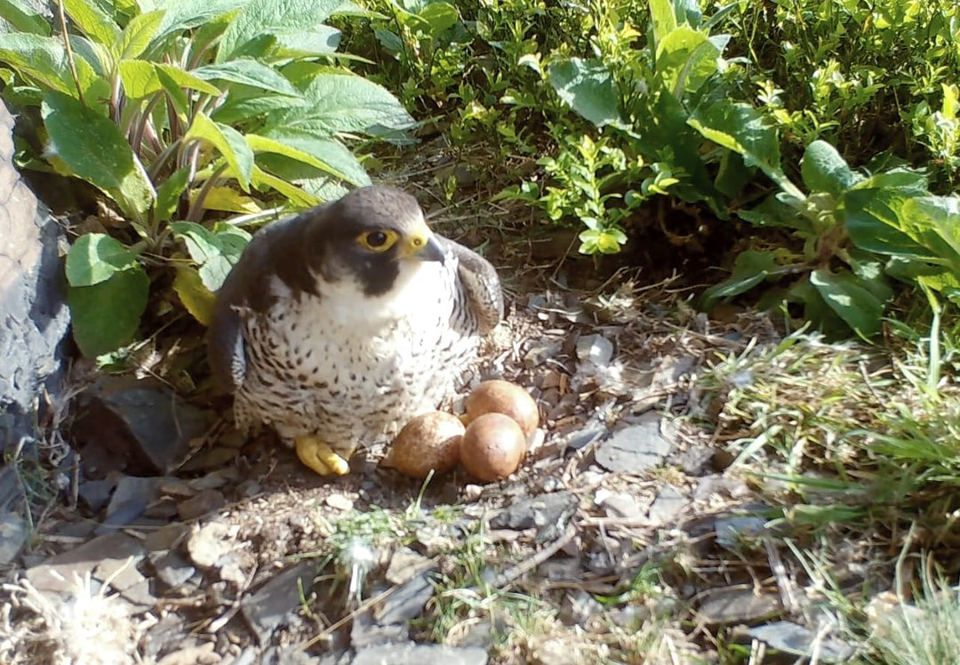 Monitoring a peregrine falcon family with camera traps