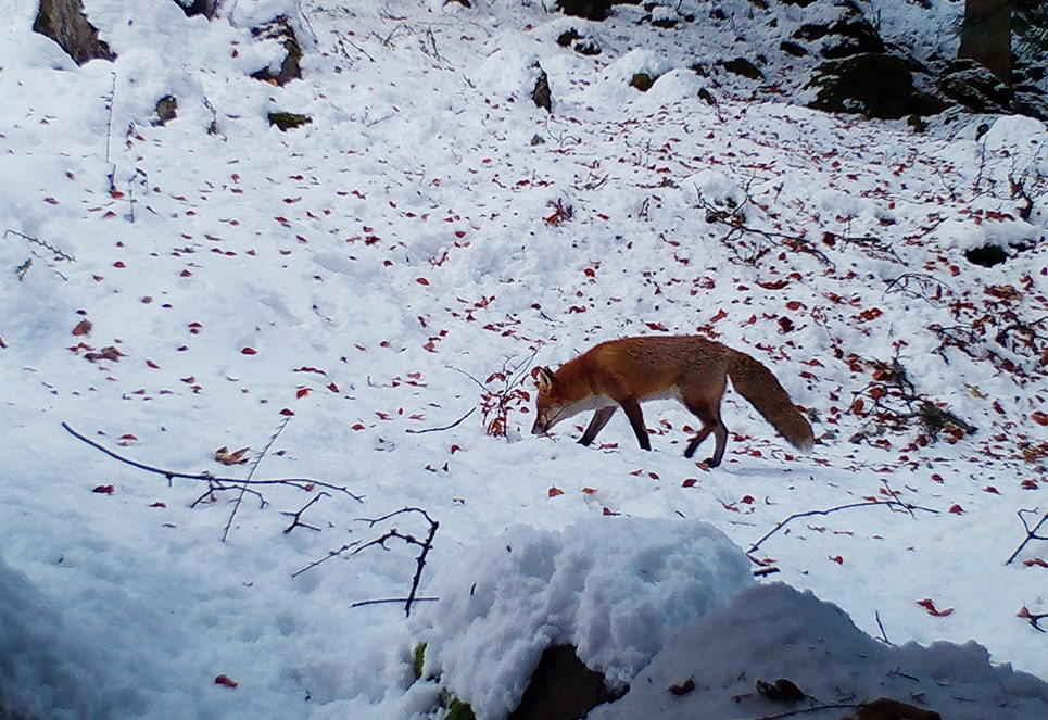 Wildlife wonderland: Winter trail camera highlights