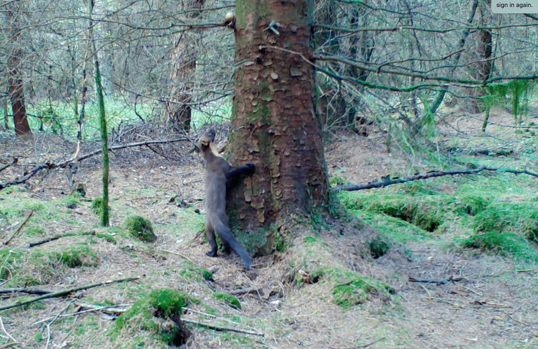 New pine marten footage, den box monitoring and more...