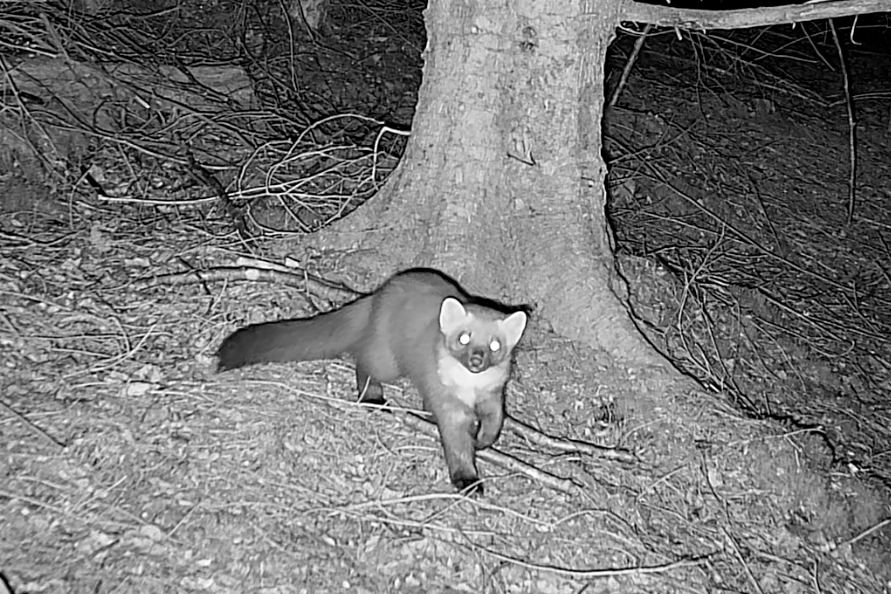 Studying Pine Martens in the Wild: Methods, Tools and Insights