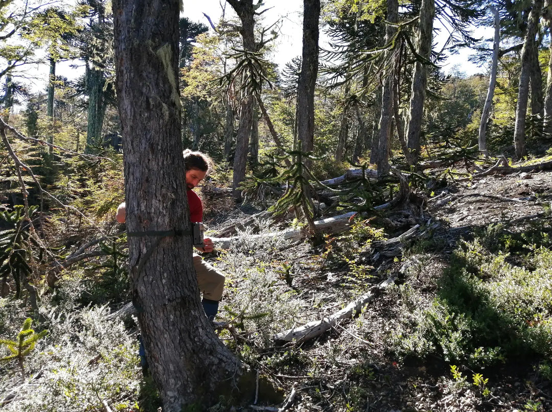 Surprising Species in a Monkey Puzzle Forest