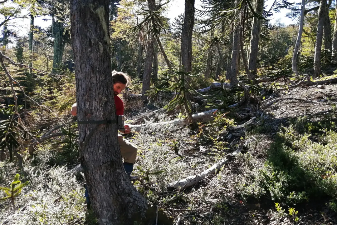 Surprising Species in a Monkey Puzzle Forest