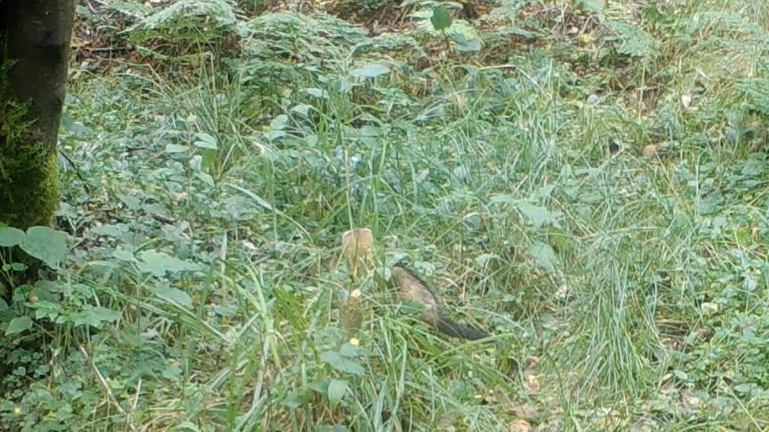 Our first polecat record in the North York Moors National Park