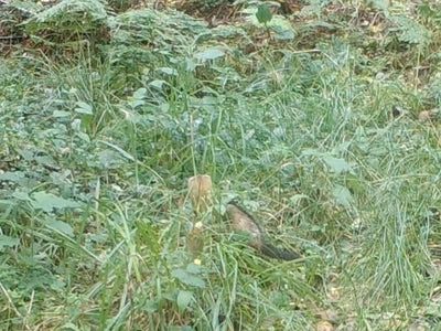 Our first polecat record in the North York Moors National Park