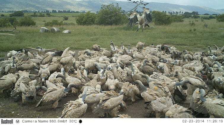 SafariSpy: A restaurant for vultures...