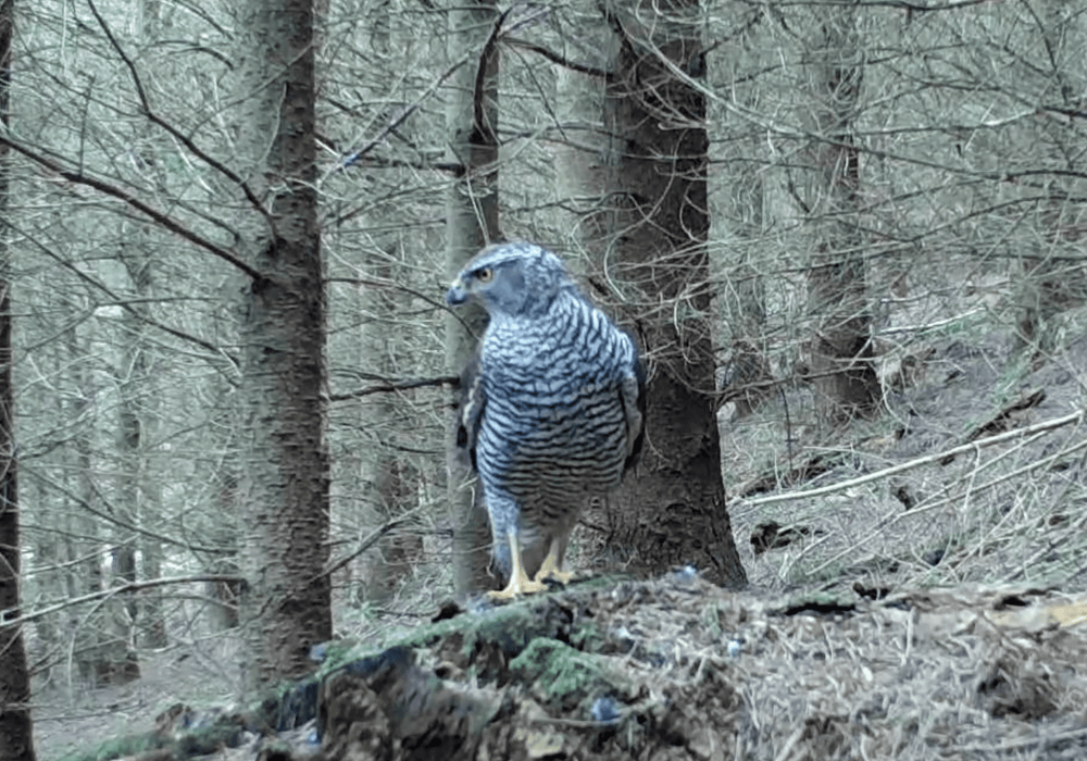 32 species caught on camera in Dalby Forest during lockdown