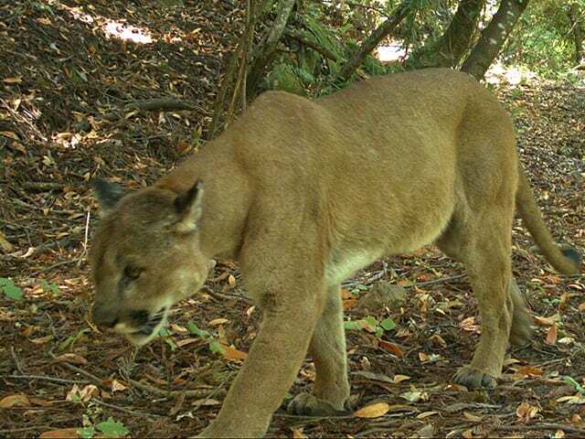 The hidden wildlife of Jasper Ridge