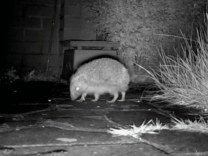 How to watch hedgehogs in a garden