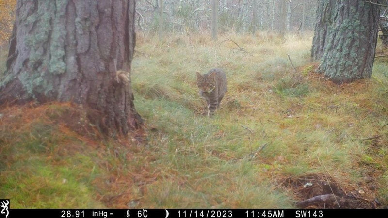 Returning to the wild: Trail cameras capture the recovery of the 'Highland tiger'