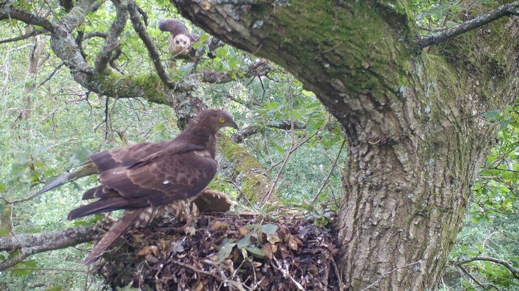 Trail cameras reveal the lives of elusive honey buzzards