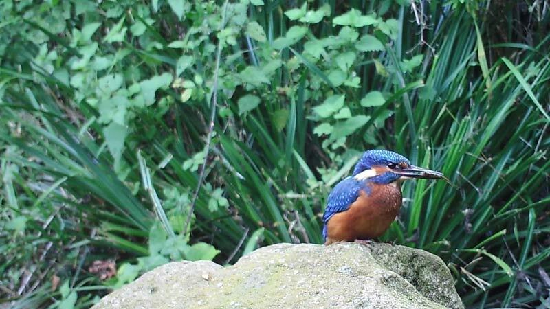 Camera trapping in a mid-Wales garden