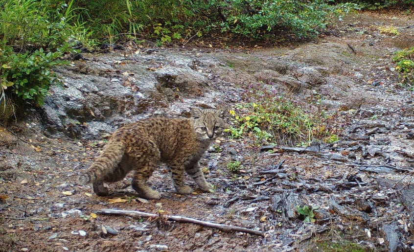 11 projects across 4 continents - NatureSpy Year in Review 2022