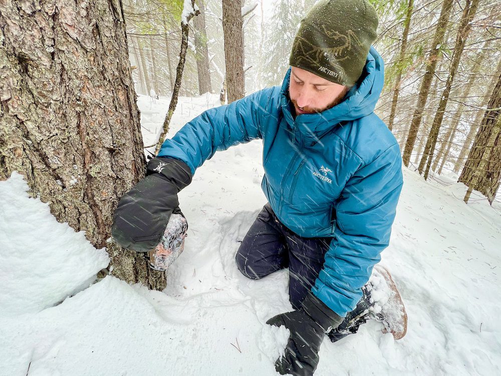 Estimating wolf pack and population sizes with trail cameras