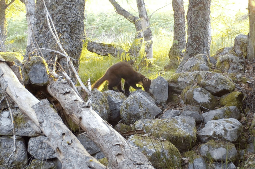 A visual guide to Britain's mustelids