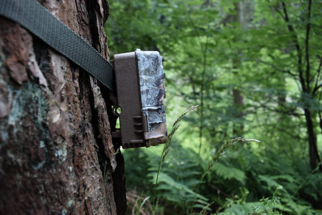 Camera Trap Placement Guide: How to position your camera for best results