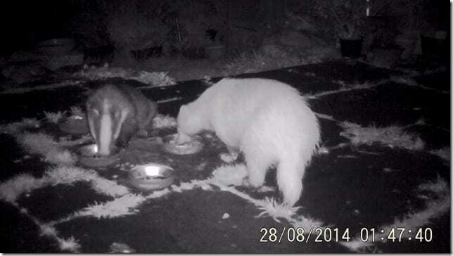 Don't call me albino: Erythristic badgers