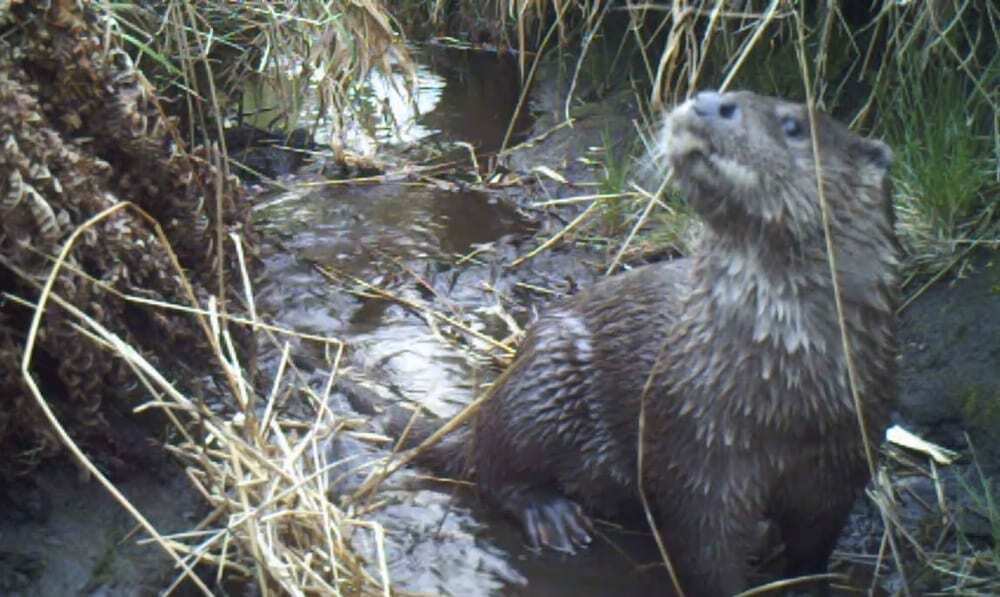 Behind the Spy: North East Scotland Camera Trapping