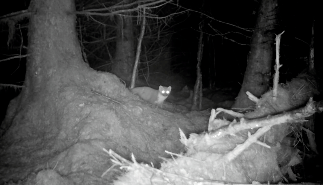 Yorkshire Pine Marten Project on Channel 5’s Secret Life of the Forest