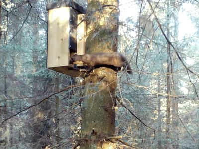 Monitoring Pine Marten Den Boxes: Guidance for Camera Trap Set Ups