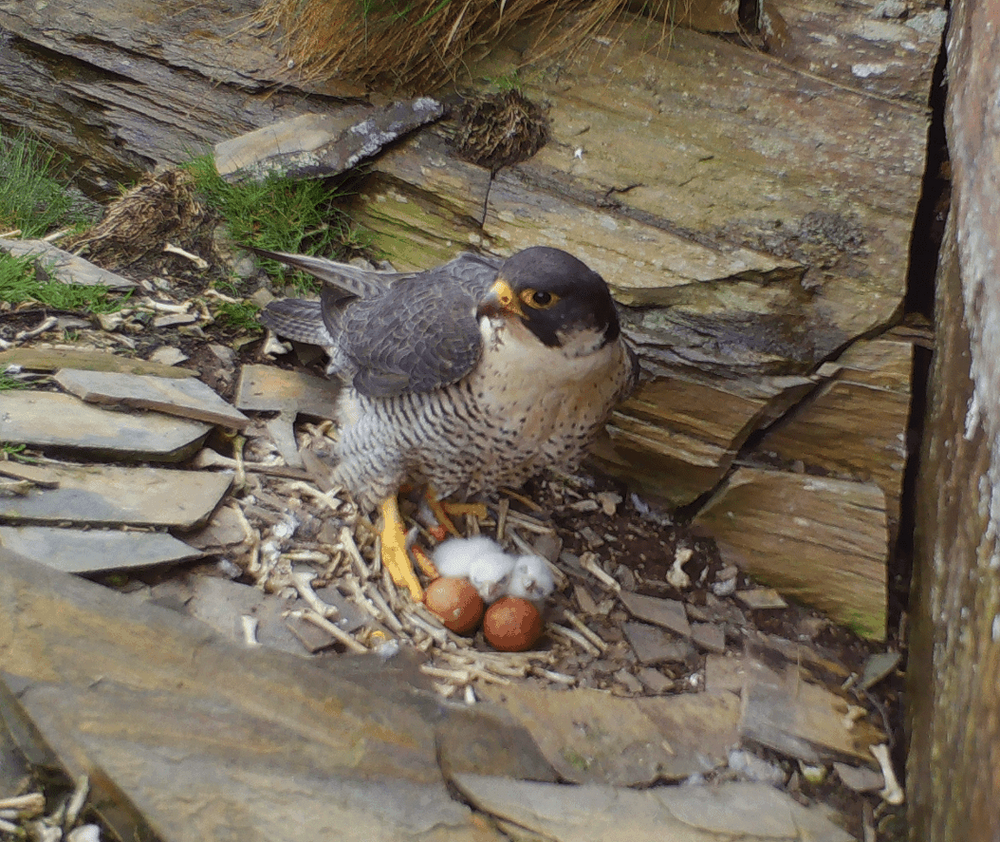 Peregrine falcon nest cameras help to gain eagle insights