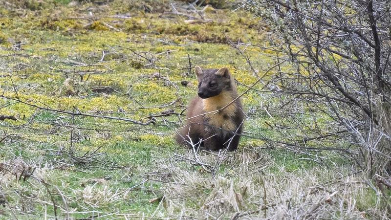 Pine marten roams 60 miles from Dalby Forest to Spurn National Nature Reserve