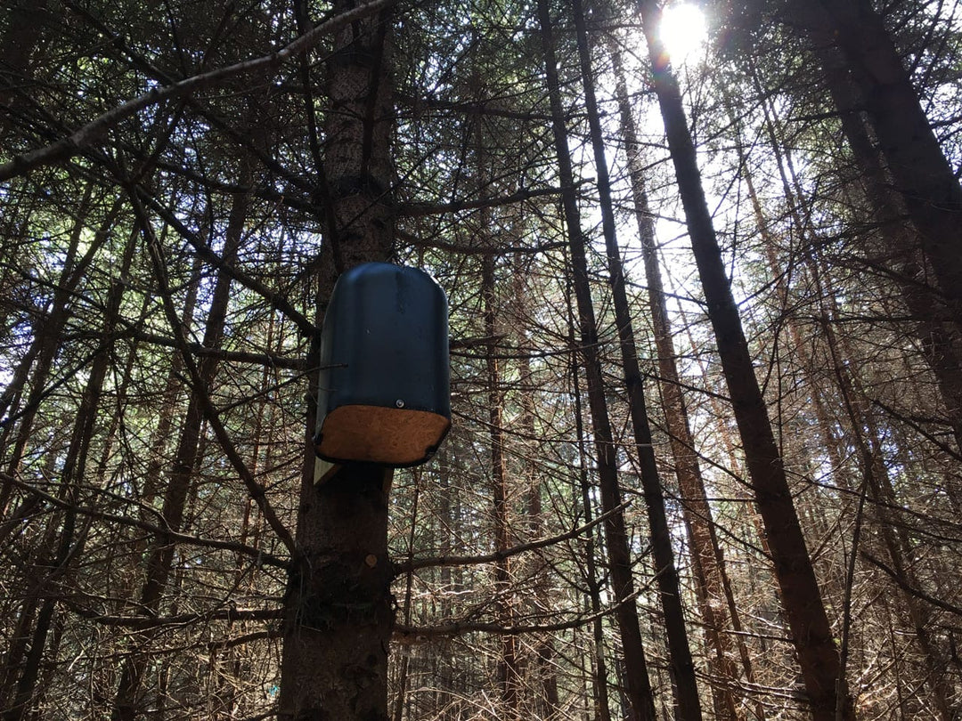 New dens for pine martens in Yorkshire