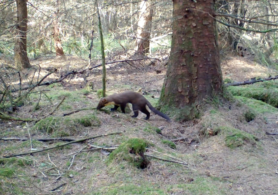 A Year in the Life of a Pine Marten