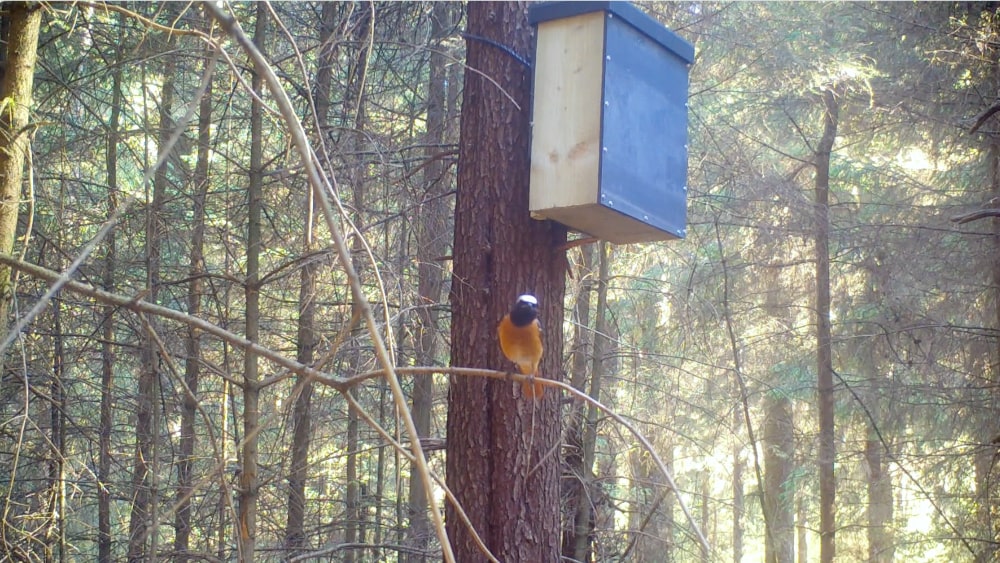 Redstarts defend their nest from squirrels