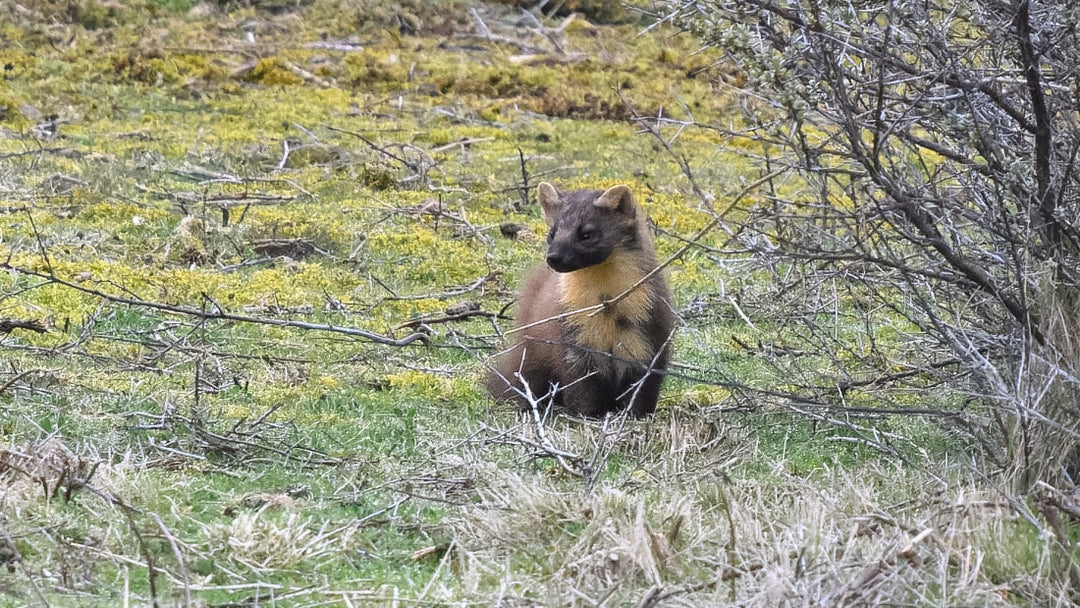 Become a Citizen Scientist: Report Pine Marten Sightings in Yorkshire