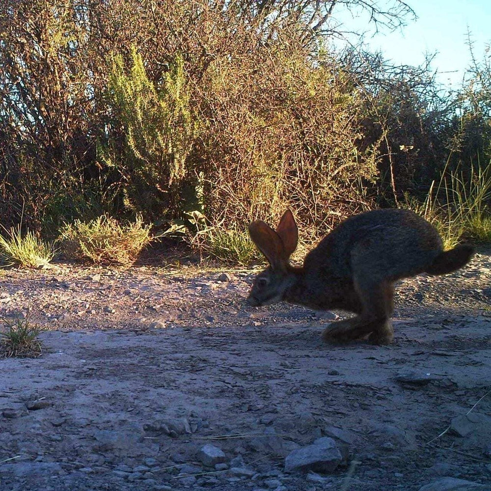 SafariSpy: Rare rabbits of the Karoo cavorting in the daylight